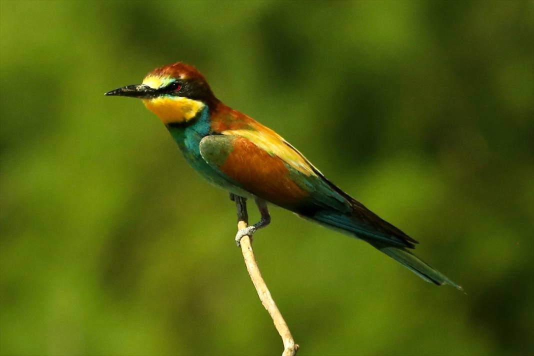 Yazın habercileri döndü! Konya semaları tuvale dönüştü 7